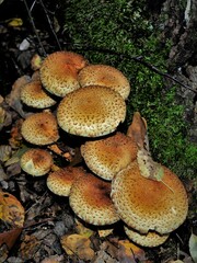 Pholiota squarrosa
