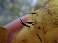 Vasates aceriscrumena