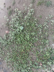 Alternanthera ficoidea