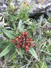 Rhodiola
