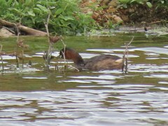 Tachybaptus ruficollis capensis