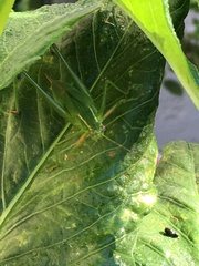 Scudderia furcata