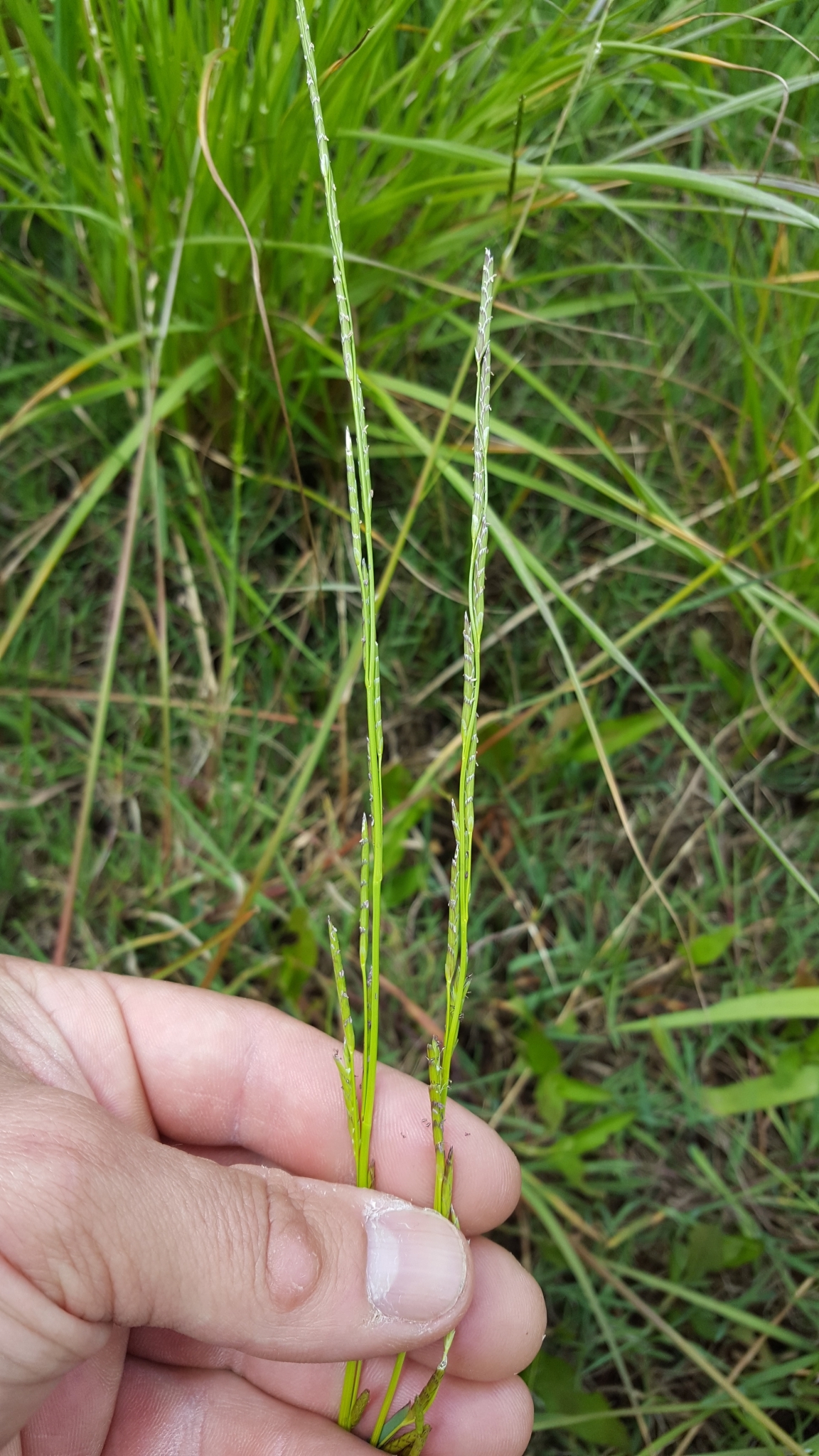 (c) François Rousseu, certains droits réservés (CC BY-NC) https://www.inaturalist.org/observations/138528381