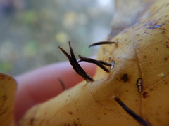 Vasates aceriscrumena