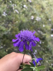 Scabiosa comosa