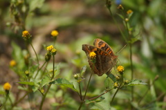 Junonia evarete
