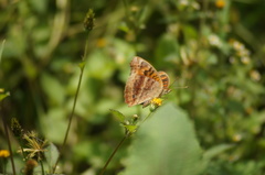 Junonia evarete