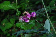 Lathyrus niger