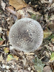 Amanita excelsa