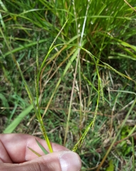 Glyceria declinata