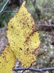 Ulmus thomasii
