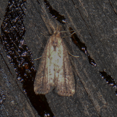 Schrankia macula