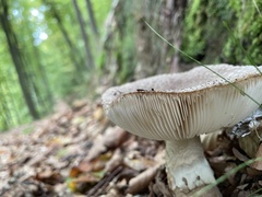 Amanita excelsa
