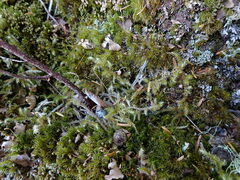 Rhytidiadelphus loreus