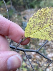 Ulmus thomasii