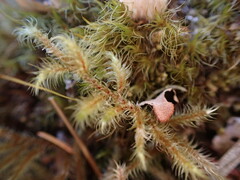 Rhytidiadelphus loreus