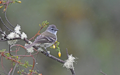 Mecocerculus leucophrys