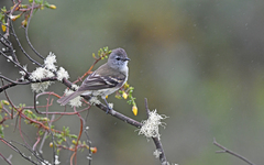 Mecocerculus leucophrys