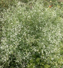 Parthenium