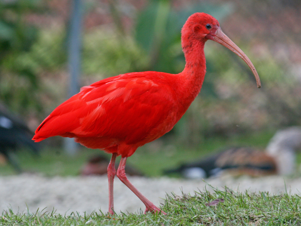 Scarlet Ibis