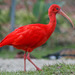 Scarlet Ibis - Photo (c) Dick Daniels, some rights reserved (CC BY-SA)