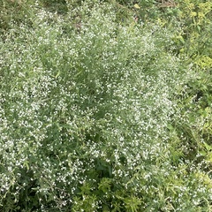 Parthenium