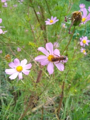 Xanthocampsomeris limosa