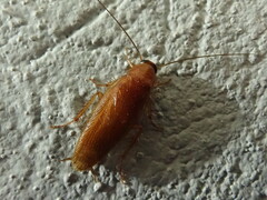Ectobiidae