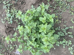 Malvastrum coromandelianum