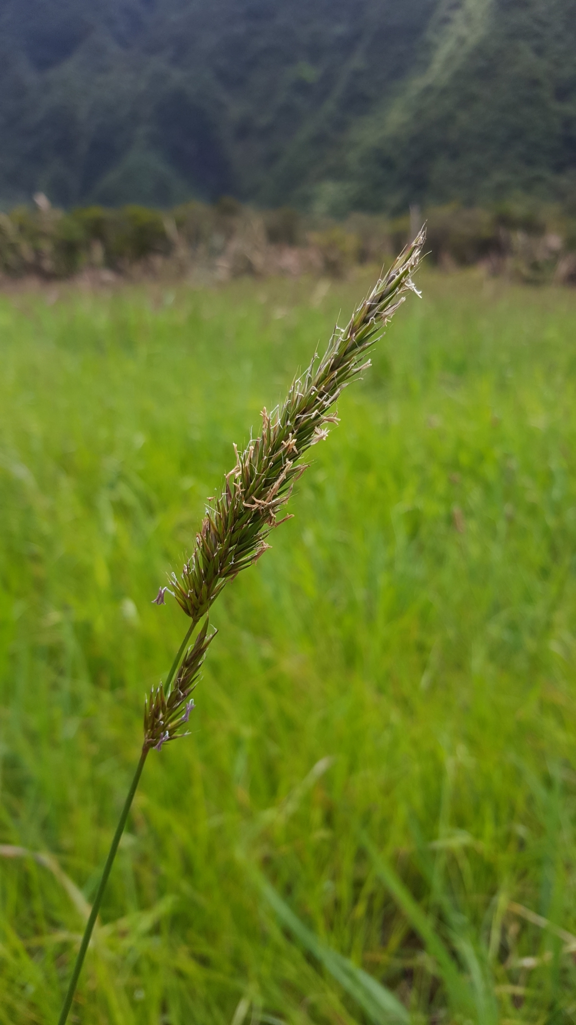 (c) François Rousseu, certains droits réservés (CC BY-NC) https://www.inaturalist.org/observations/138528615