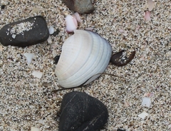 Austrovenus stutchburyi