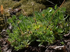 Saxifraga paniculata