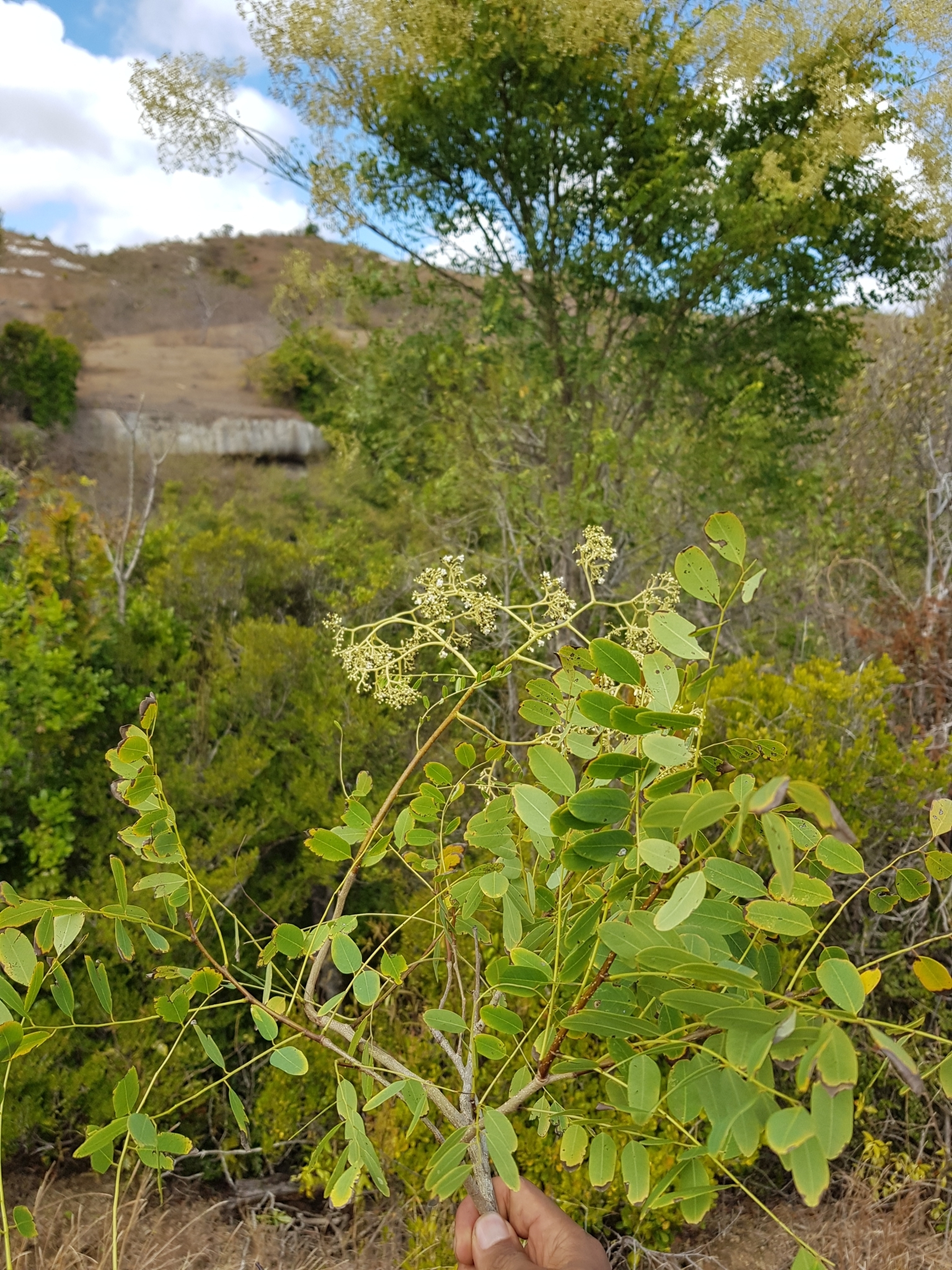 Dalbergia purpurascens