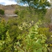 Dalbergia purpurascens - Photo (c) feno, algunos derechos reservados (CC BY-NC), subido por feno