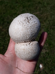 Calvatia cyathiformis