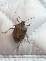 Halyomorpha halys