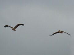 Pelecanus onocrotalus