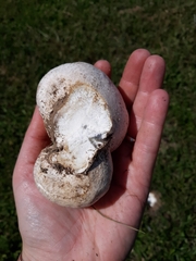 Calvatia cyathiformis