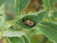 Coccinellinae