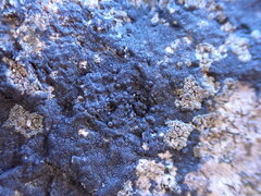 Hydropunctaria maura