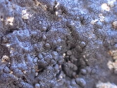 Hydropunctaria maura