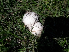 Calvatia cyathiformis