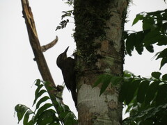 Dendrocolaptes platyrostris