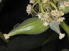 Asclepias erosa