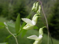 Lathyrus laevigatus occidentalis