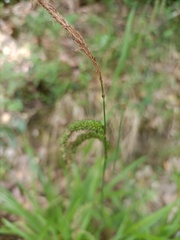 Carex pendula