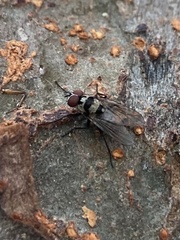 Anthomyia oculifera