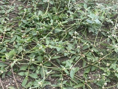 Alternanthera ficoidea