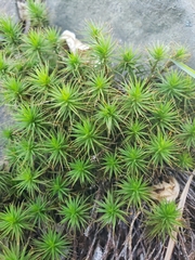 Polytrichum
