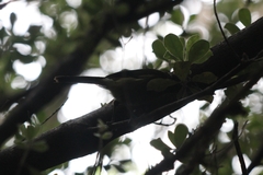 Anthornis melanura melanura